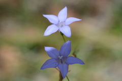 Wahlenbergia stricta stricta