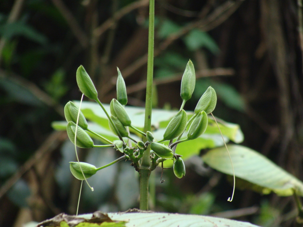 Louteridium purpusii