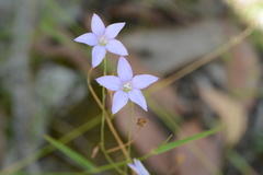 Wahlenbergia stricta stricta