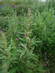 Artemisia vulgaris kamtschatica