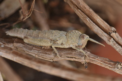 Acinipe