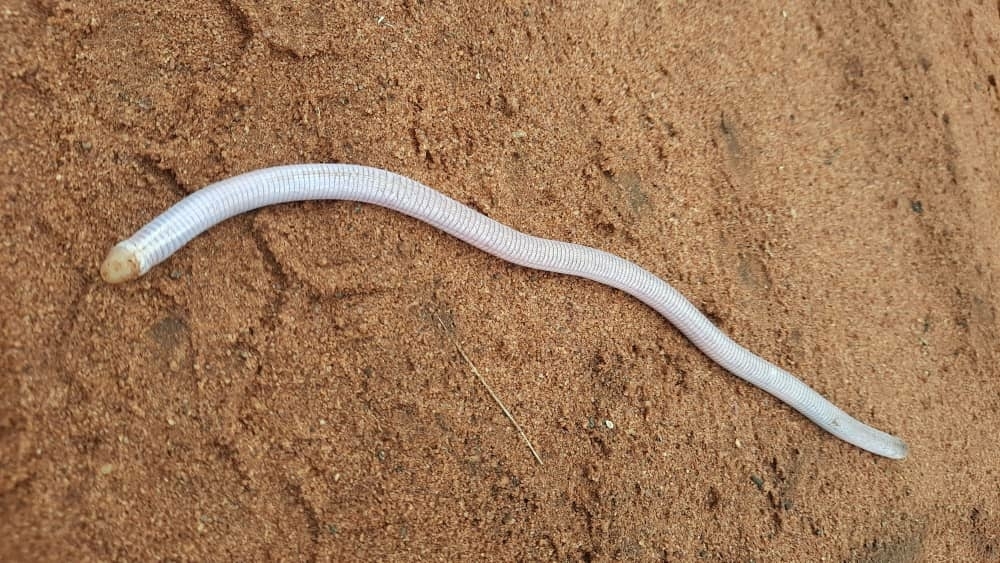 Zimbabwe Spade-Snouted Worm Lizard