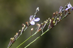Comesperma defoliatum