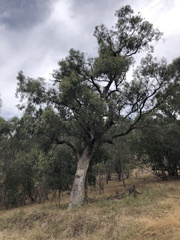 Eucalyptus bridgesiana
