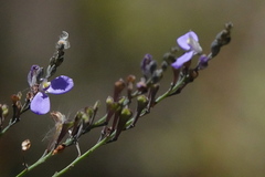 Comesperma defoliatum