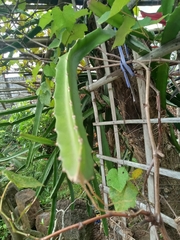 Selenicereus undatus