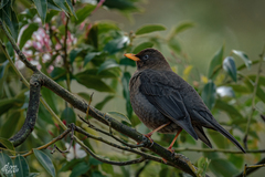 Rufous-Collared Robin photo 4