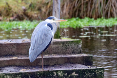 Ardea cinerea