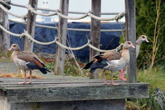 Alopochen aegyptiaca