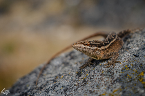 Chiapas Ornate Anole