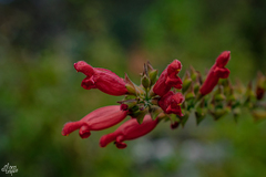Salvia holwayi
