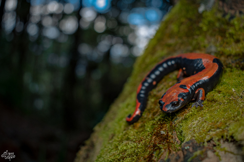 Lincoln's Salamander, Bolitoglossa lincolni