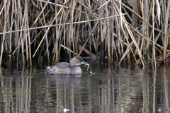Tachybaptus ruficollis