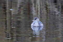 Tachybaptus ruficollis