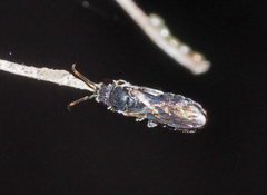Euryglossa ephippiata