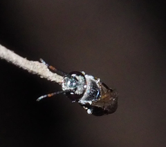 Euryglossa ephippiata