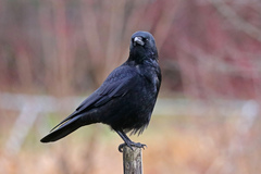 Corvus corone
