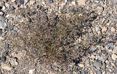 Eriogonum deflexum deflexum