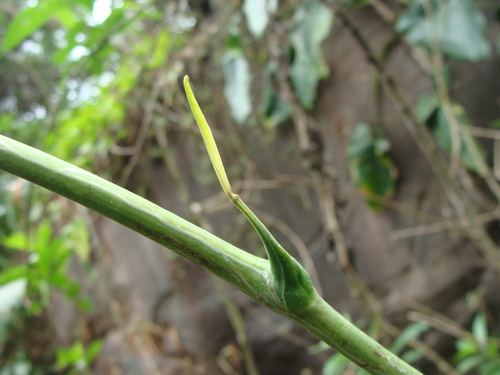 Image of Dioscorea mexicana by (c) Alexis López Hernández, some rights reserved (CC BY)