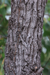 Grevillea parallela