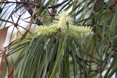 Grevillea parallela