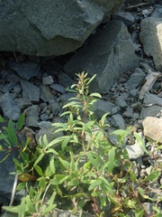 Atriplex gmelinii
