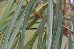 Grevillea parallela