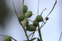 Grevillea parallela