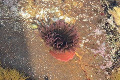 Isanemonia australis