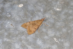 Uresiphita maorialis