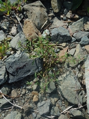 Atriplex gmelinii