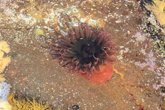 Isanemonia australis