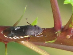 Pseudophera