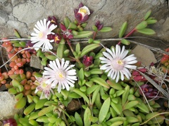 Delosperma katbergense