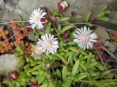 Delosperma katbergense
