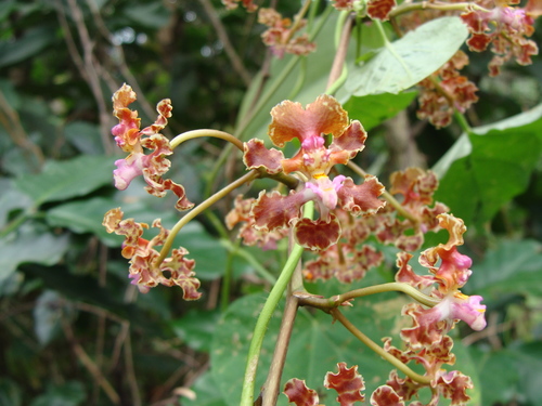 Image of Trichocentrum luridum by (c) Alexis López Hernández, some rights reserved (CC BY)
