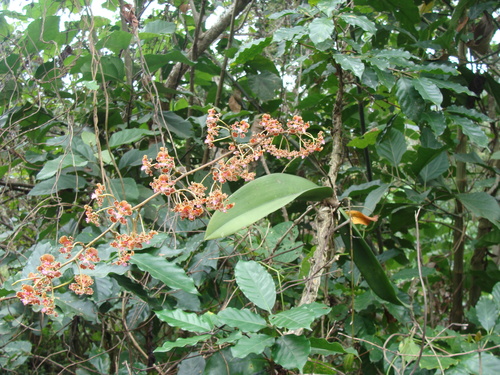 Image of Trichocentrum luridum by (c) Alexis López Hernández, some rights reserved (CC BY)