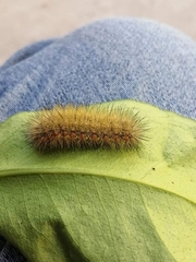 Spilosomina