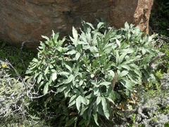 Cussonia paniculata