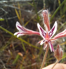Pelargonium pilosellifolium