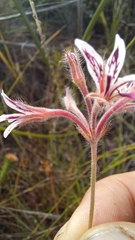 Pelargonium pilosellifolium