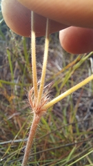 Pelargonium pilosellifolium