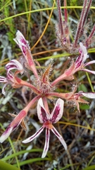 Pelargonium pilosellifolium