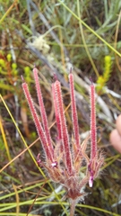 Pelargonium pilosellifolium