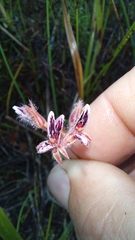 Pelargonium pilosellifolium