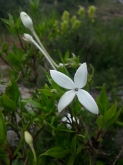 Bouvardia longiflora