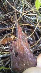 Pelargonium pilosellifolium
