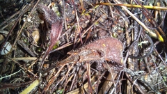 Pelargonium pilosellifolium
