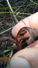 Pelargonium pilosellifolium