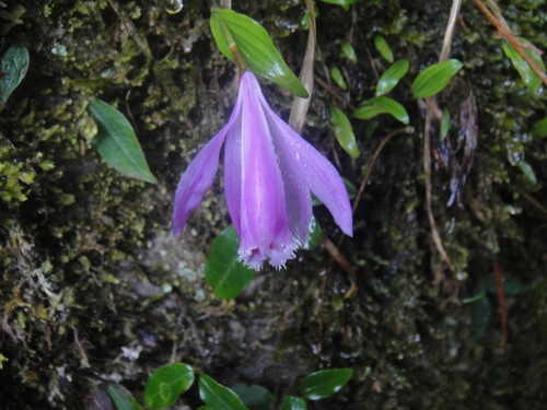 Pleione bulbocodioides, 2013-04-20